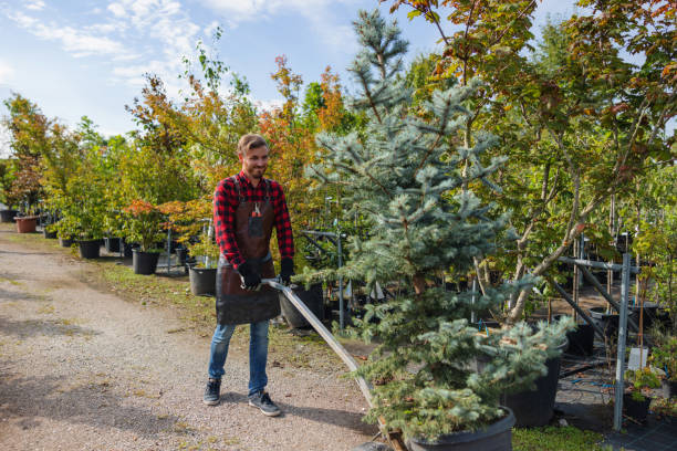 Bayonne, NJ Tree Removal and Landscaping Services Company